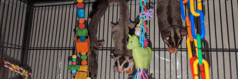 Sugar glider pets of Michelle in a cage